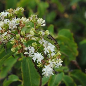 Heptacodium Miconioides - Arbre aux sept Fleurs
