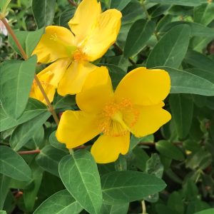 Hypericum Hidcote - Millepertuis arbustif
