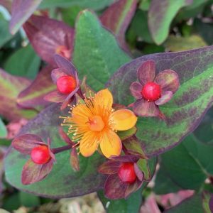 Hypericum Miracle Night® - Millepertuis arbustif