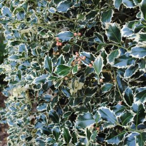 Ilex Aq. Handsworth New Silver - Houx panaché