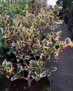 Ilex Aquif. Aureomarginata - Houx panaché