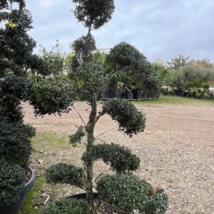 Ilex Crenata Kinme Bonzaï - Houx crénelé