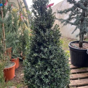 Ilex Crenata Kinme Pyramide - Houx crénelé