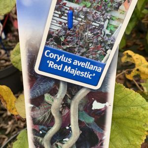 Corylus Av. Red Majestic - Noisetier Tortueux pourpre