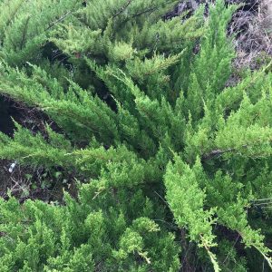 Juniperus Com. Green Carpet - Genévrier rampant Green Carpet