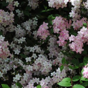 Kolkwitzia Amabilis Pink Cloud
