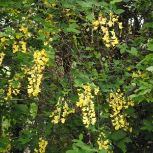 Laburnum Anagyroides - Cytise commun