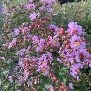 Lagerstroemia I. PETITE ORCHIDEE