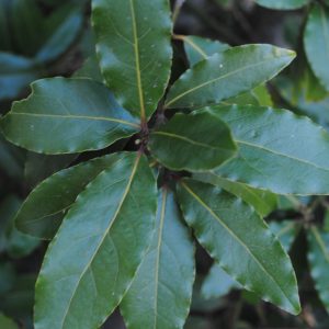 Laurus Nobilis - Laurier sauce