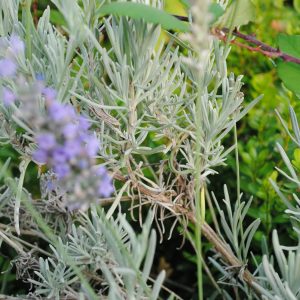 Lavandula Angustifolia Hidcote - Lavande naine