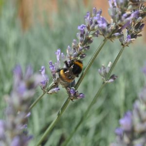 Lavandula Dutch - Lavande