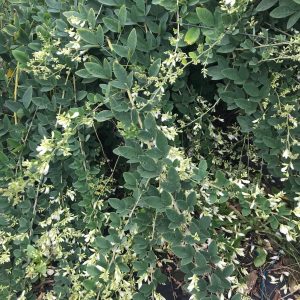 Lespedeza Thunbergii