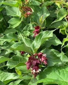 Leycesteria Formasa - Arbre aux faisans