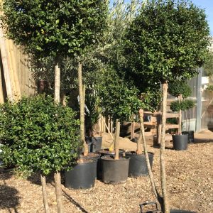 Ligustrum Jonadrum Boule