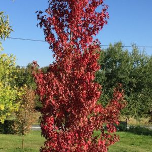 Liquidambar Styraciflua - Copalme d'Amérique