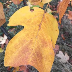 Liriodendron Tulipifera - Tulipier de Virginie