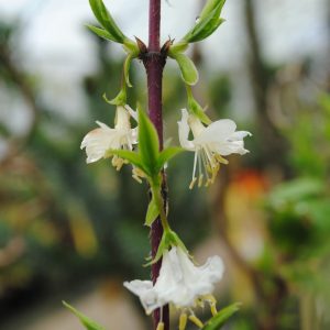 Lonicera Fragrantissima - Chèvrefeuille d'Hiver