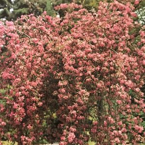 Malus Echtermeyer - Pommier pleureur