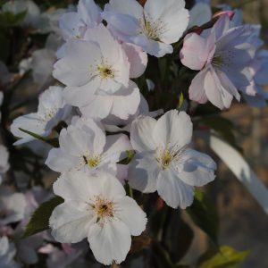 Malus Evereste - Pommier d'ornement