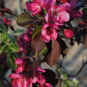 Malus Royalty - Pommier d'ornement