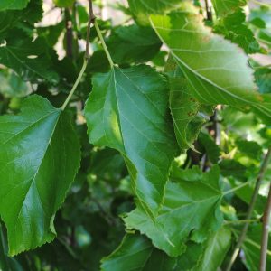 Morus Alba - Murier blanc, murier commun