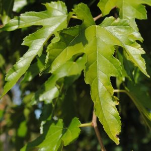 Morus Kagayamae - Mûrier à feuilles de platane