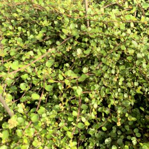 Muehlenbeckia Compl. SEALAND COMPACT