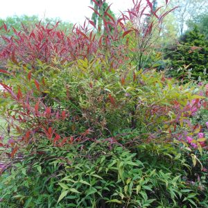 Nandina D. Gulf Stream - Bambou sacré