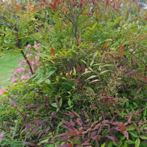 Nandina Domestica - Bambou sacré