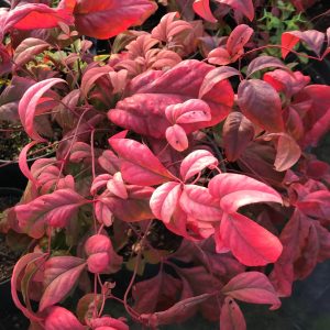 Nandina D. Fire Power - Bambou sacré
