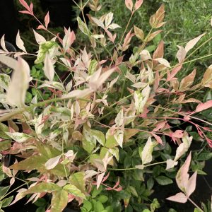 Nandina Dom. Twilight®