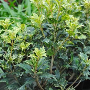 Osmanthus H. Goshiki