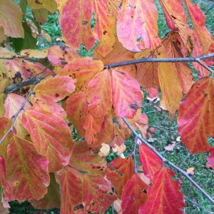 Parrotia Persica Vanessa - Arbre de Fer