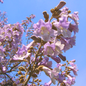 Paulownia Tomentosa - Arbre imperial