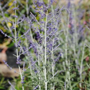Perovskia Atr. Blue Spire - Sauge d'Afghanitan
