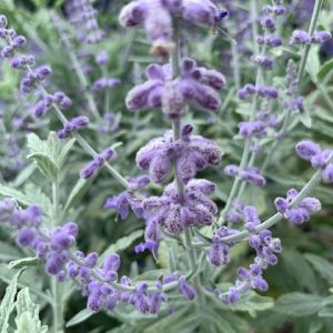 Perovskia Atr. Silvery Blue® - Sauge d'Afganistan