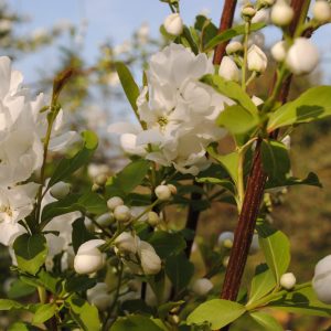 Philadelphus Coronarius & Schneesturm- Seringat
