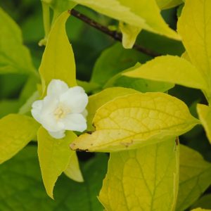 Philadelphus Aureus - Seringat Doré