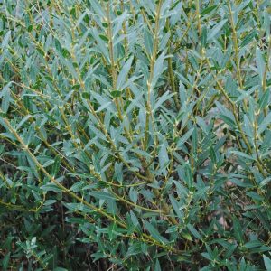 Phillyrea Angustifolia - Filaire à feuilles étroites