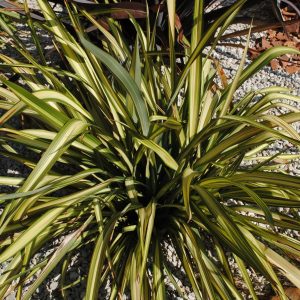 Phormium DUET Lin de Nouvelle Zélande