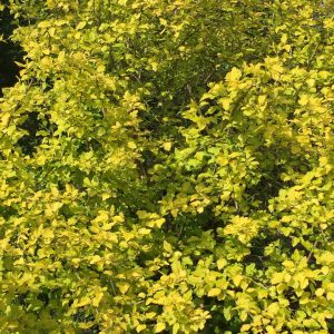 Physocarpus Opulifolius Dart's Gold