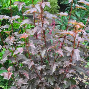Physocarpus Op. Diabolo