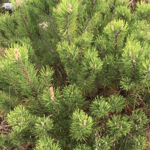 Pinus Mugo Pumilio - Pin nain des montagnes