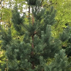 Pinus Nigra Autriaca - Pin noir d'Autriche