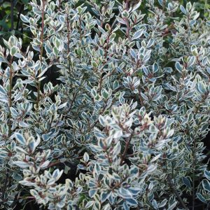 Pittosporum Ten. Elisabeth - Pittospore