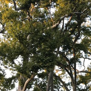 Platanus Alphens Globe - Platane feuilles d'Erable