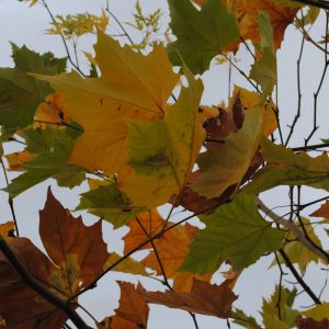 Platanus Acerifolia - Platane à feuilles d'Erable