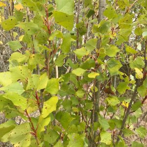 Populus Nigra Italica - Peuplier d'Italie
