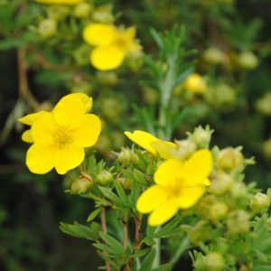 Potentilla Fr. Goldstar - Potentille jaune