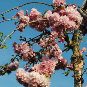Prunus Accolade - Cerisier du Japon
